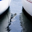 Delaware Canal Front Property in Sussex County If you have been exploring Delaware ocean front and bay front properties but are concerned about prices that will overwhelm your budget, or if you simply want shore front real estate that will give...